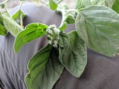 Heliotropium ellipticum