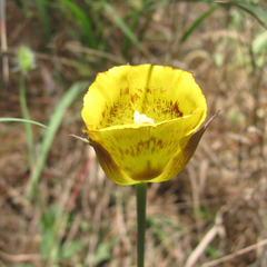 Calochortus luteus