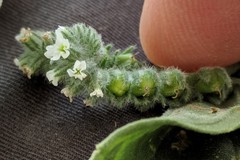 Heliotropium ellipticum