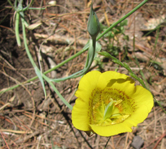 Calochortus luteus