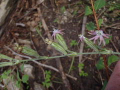 Silene scouleri