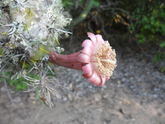 Stenocereus standleyi