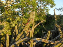 Stenocereus standleyi