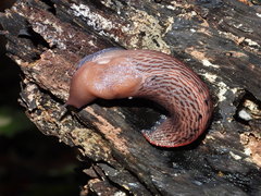 Limax dacampi