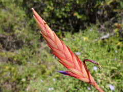 Tillandsia exserta