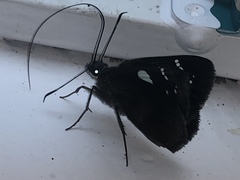 Notocrypta curvifascia