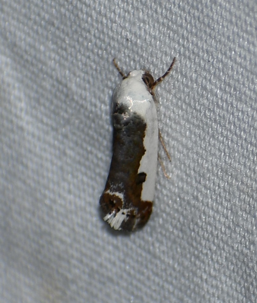 Tarache bilimeki