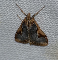 Loxostege albiceralis