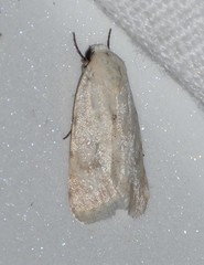 Leucocnemis perfundis