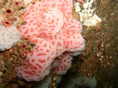 Aplidium peruvianum