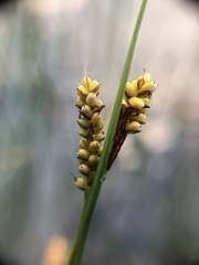 Carex garberi