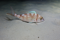 Pagellus erythrinus