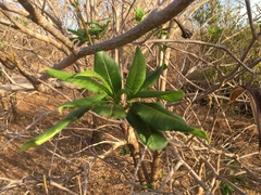 Strophanthus boivinii image