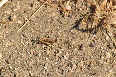 Derotmema laticinctum