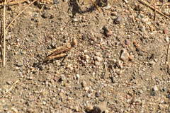 Derotmema laticinctum