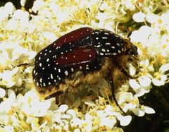 Trichostetha bicolor