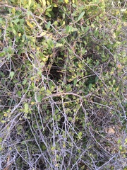 Erythroxylaceae
