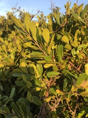 Erythroxylaceae