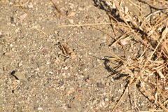 Derotmema laticinctum