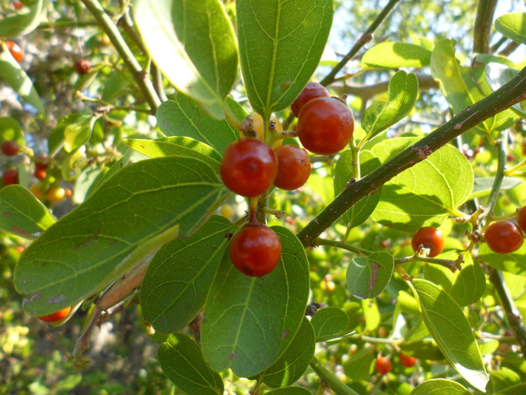 Sarcomphalus