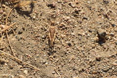 Derotmema laticinctum