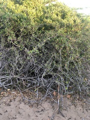 Erythroxylaceae