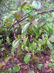 Smilax melastomifolia