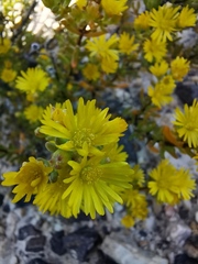 Drosanthemum zygophylloides