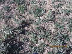 Astragalus monspessulanus