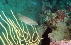 Ctenolabrus rupestris