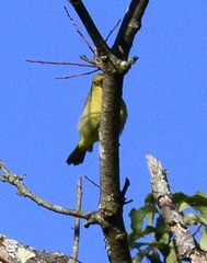 Piranga olivacea