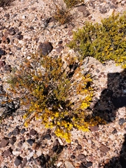 Drosanthemum zygophylloides