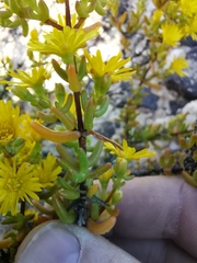 Drosanthemum zygophylloides