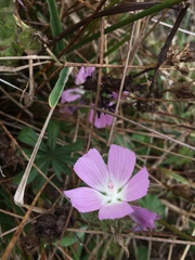 Sidalcea calycosa rhizomata