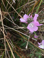 Sidalcea calycosa rhizomata