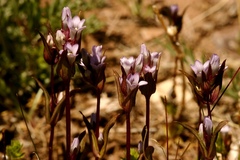 Gentianella atrata
