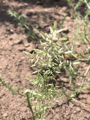 Eragrostis mexicana