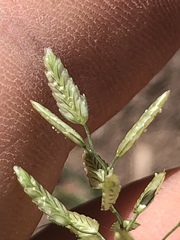Eragrostis mexicana
