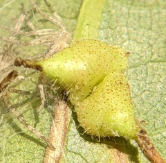 Caryomyia inclinata