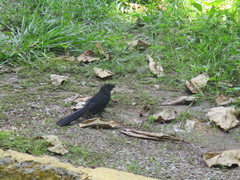 Crotophaga sulcirostris