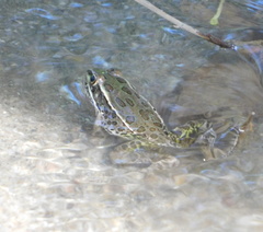 Lithobates yavapaiensis