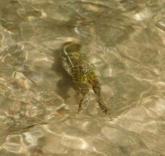 Lithobates yavapaiensis
