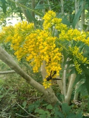 Zethus spinipes spinipes