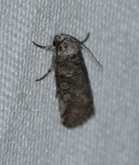 Sympistis sectilis