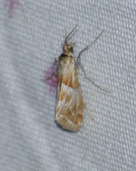 Pseudoschinia elautalis