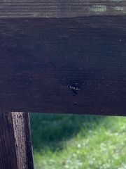 Leucospidae