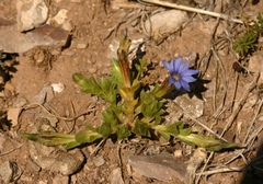 Gentiana aquatica pseudoaquatica