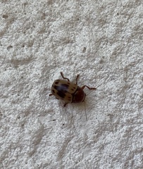 Cryptocephalus mutabilis