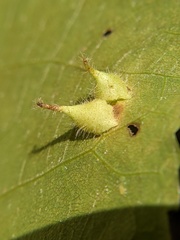 Caryomyia inclinata