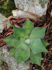Agave bovicornuta